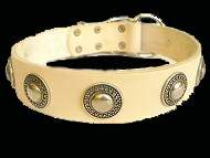 Boxer dog collars